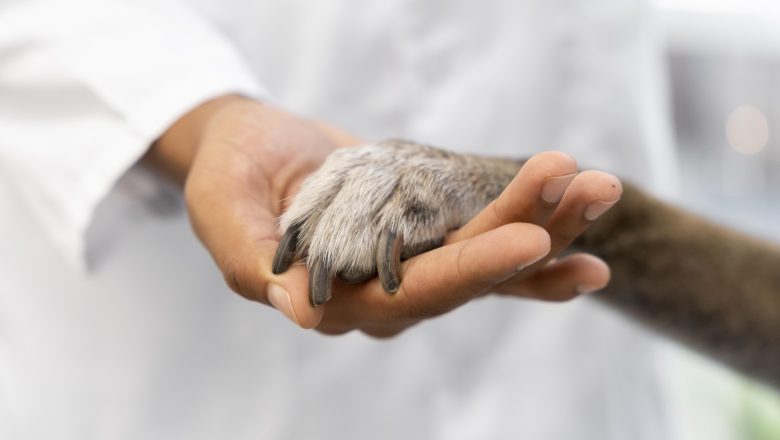 Shopping SP Market promove evento de adoção pet em parceria com a ONG Cão Sem Dono