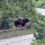 Homem ferido em ataque de urso pardo em Vanderhoof – Canadá