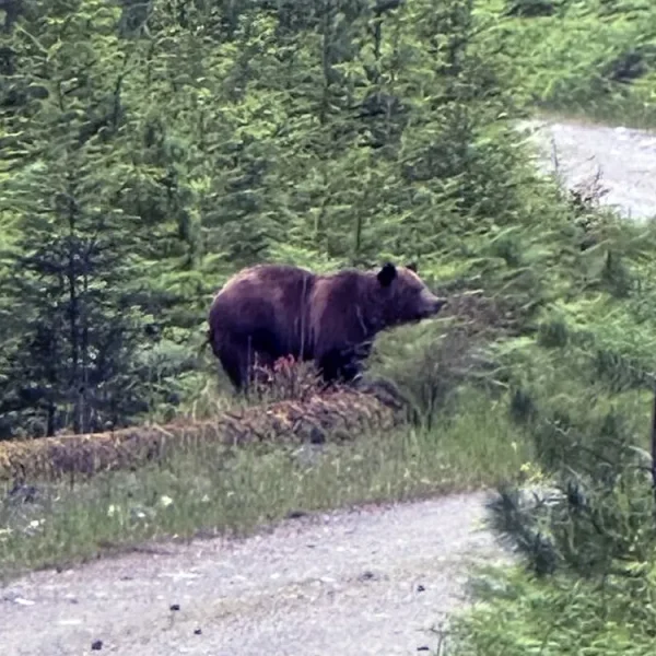 Homem ferido em ataque de urso pardo em Vanderhoof – Canadá