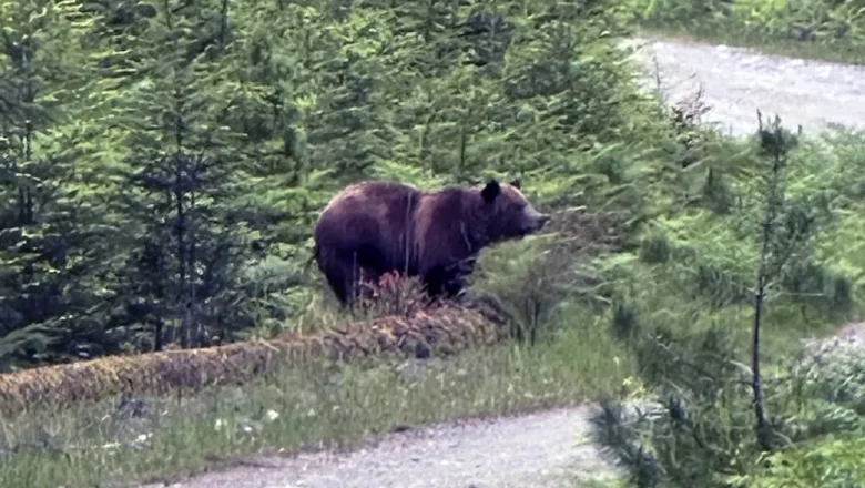 Homem ferido em ataque de urso pardo em Vanderhoof – Canadá